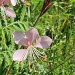 Epilobium dodonaei flower picture by Ultrasonic Sound (cc-by-sa)