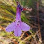 Lobelia holstii flower picture by susan brown (cc-by-sa)