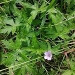 Geranium sibiricum flower picture by I ryna 19 Iryna (cc-by-sa)