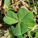 Trifolium nigrescens leaf picture by Alain Lagrave (cc-by-sa)