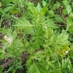 Artemisia vulgaris leaf picture by Eric Christlen (cc-by-sa)