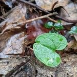 Dichondra carolinensis leaf picture by Casey Harmon (cc-by-sa)