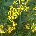 Senecio sarracenicus flower picture by Nathalie Nathalie Del Giudice (cc-by-sa)