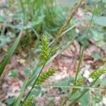 Carex punctata flower picture by Florent Beck (cc-by-sa)