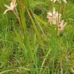 Ixia paniculata habit picture by Pereira Jorge (cc-by-sa)