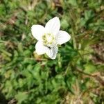 Parnassia palustris flower picture by Beatrice mollaret (cc-by-sa)