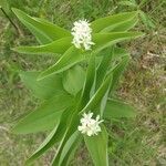 Maianthemum stellatum leaf picture by Alyssa Jones (cc-by-sa)