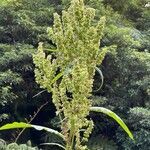 Rumex azoricus fruit picture by François Garnotel (cc-by-sa)