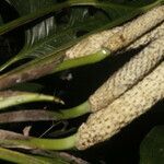 Monstera adansonii fruit picture by Nelson Zamora Villalobos (cc-by-nc)