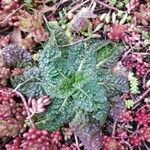 Borago pygmaea leaf picture by Joe Singfield (cc-by-sa)