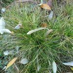 Festuca gautieri habit picture by Yoan MARTIN (cc-by-sa)