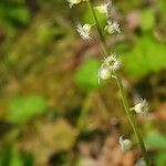 Mitella diphylla flower picture by Olivia Adamczyk (cc-by-sa)