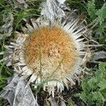 Carlina acanthifolia fruit picture by Gaétan MILET (cc-by-sa)