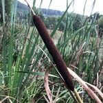 Typha angustifolia flower picture by Žamboch Jan (cc-by-sa)