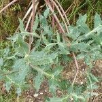 Eryngium campestre leaf picture by Vidal Toni (cc-by-sa)