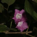 Fridericia costaricensis flower picture by Nelson Zamora Villalobos (cc-by-nc)