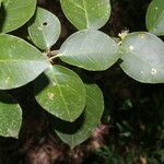 Pisonia aculeata leaf picture by Nelson Zamora Villalobos (cc-by-nc)