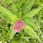 Asclepias incarnata fruit picture by R P (cc-by-sa)