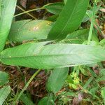 Heliconia psittacorum leaf picture by R. Tournebize (cc-by-sa)