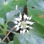 Hydrocotyle callicephala flower picture by Trap Hers (cc-by-sa)