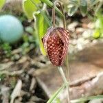 Fritillaria meleagris fruit picture by Ferdi Weixi (cc-by-sa)