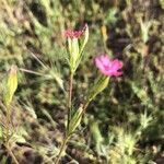 Silene muscipula flower picture by Diego Alex (cc-by-sa)