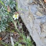 Saxifraga crustata flower picture by Frank Sundermeyer (cc-by-sa)