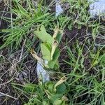 Aristolochia lutea habit picture by Denis Bastianelli (cc-by-sa)