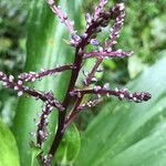 Cordyline stricta flower picture by sandrine morel (cc-by-sa)