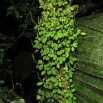 Peperomia ouabianae habit picture by Jean-François Molino (cc-by-sa)