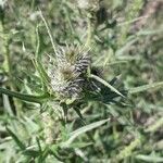 Cirsium vulgare flower picture by von N. Reinhard (cc-by-sa)