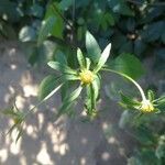 Bidens connata flower picture by Albert Alberto (cc-by-sa)