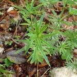 Galium aristatum habit picture by Yoan MARTIN (cc-by-sa)