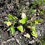 Ranunculus ophioglossifolius habit picture by beurny (cc-by-sa)