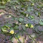 Nymphaea mexicana leaf picture by Elle Dimitrivich (cc-by-sa)