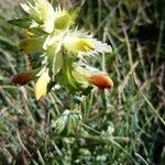 Rhinanthus major flower picture by anne cassin (cc-by-sa)