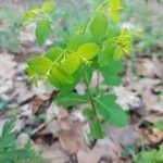 Euphorbia carniolica habit picture by Sergio costantini (cc-by-sa)