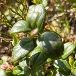 Vaccinium vitis-idaea leaf picture by Terje Norli (cc-by-sa)