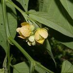 Senna hayesiana flower picture by Nelson Zamora Villalobos (cc-by-nc)