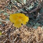 Glaucium flavum flower picture by Herbert Humpeler (cc-by-sa)