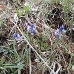 Polygala calcarea habit picture by beurny (cc-by-sa)