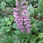 Acanthus spinosus habit picture by Dominic Srivalsan (cc-by-sa)