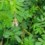 Indigofera brevicalyx flower picture by susan brown (cc-by-sa)