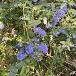 Ceanothus arboreus flower picture by Jan Grantham (cc-by-sa)