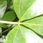 Jacaratia dolichaula leaf picture by Nelson Zamora Villalobos (cc-by-nc)