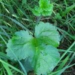 Ranunculus lanuginosus leaf picture by Panthère Rose (cc-by-sa)