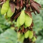 Melianthus major fruit picture by roncuzzi rocco (cc-by-sa)