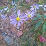 Symphyotrichum oolentangiense flower picture by Simon Payn (cc-by-sa)