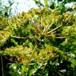 Heracleum sphondylium fruit picture by Andrzej Konstantynowicz (cc-by-sa)