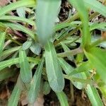 Silene virginica leaf picture by Jesse Herb (cc-by-sa)